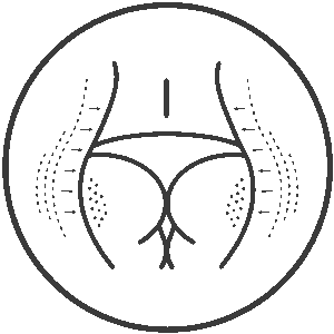 Outline of a female lower body showing glutes and thighs with directional arrows for shaping treatment